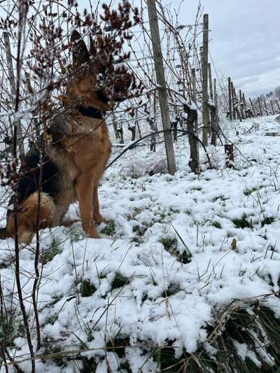 Dogorama Photo Challenge - Winterstimmung-Beitrag-Bild