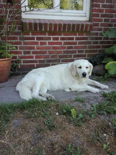 Wo sind die Golden Retriever Liebhaber?-Beitrag-Bild