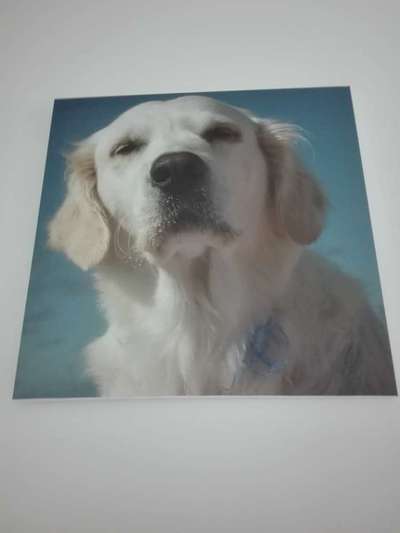 Die Dogorama Kalender Challenge 4/4-Beitrag-Bild