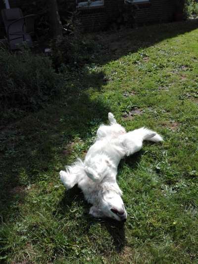 Die Dogorama Wochen Challenge-Beitrag-Bild