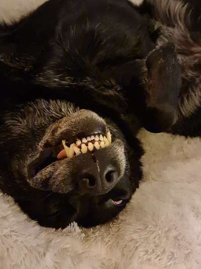 Lustigsten Grimassen von euren Hunden-Beitrag-Bild