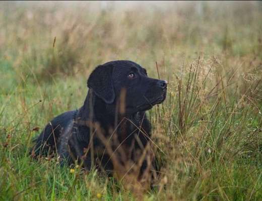 Unsere Fellnasen im Regenbogenland-Beitrag-Bild