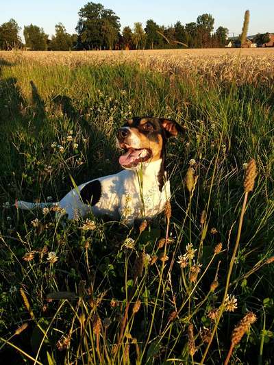 Fotochallenge No. 26                                     Wald und Wiese-Beitrag-Bild