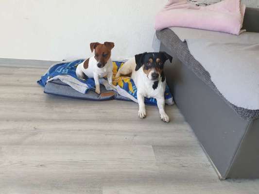 Wo sind die Jack und Parson Russell Terrier?-Beitrag-Bild