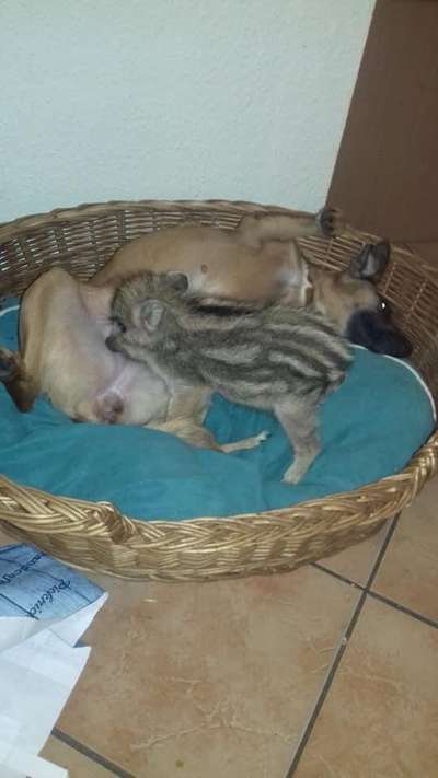 Hundetreffen-Bella-Italia sucht Freunde auf 4Pfoten-Bild