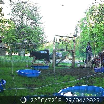 Hundetreffen-Privat hunde Spielgarten-Bild