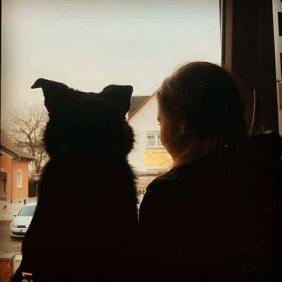 Hundetreffen-Hundetreffen