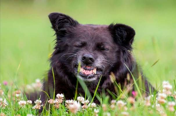 Die Dogorama-Wochen-Challenge "Die schönste Grimasse"-Beitrag-Bild