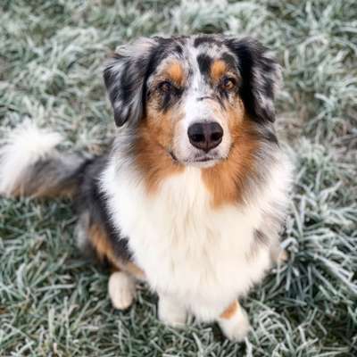 Welche Hunderasse-Beitrag-Bild