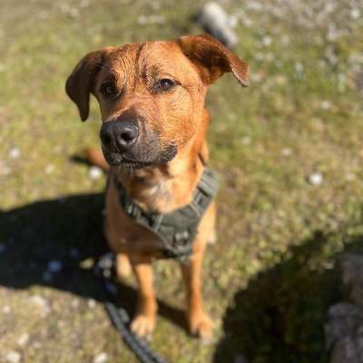 Hundetreffen-Spieltreff-Bild