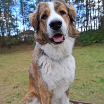 Hundetreffen-Spazier oder Spielrunde-Bild