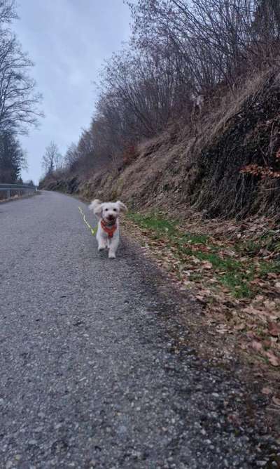 Hundetreffen-Gemeinsam gassi hundefreunde kennenlernen-Bild