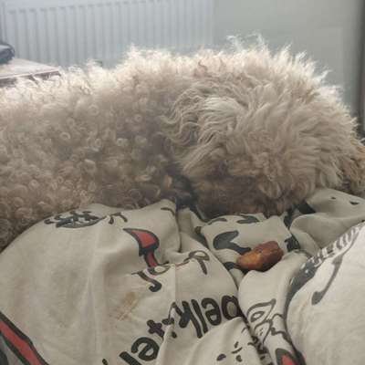 Hundetreffen-Treffen zum schnüffeln und vllt spielen-Bild