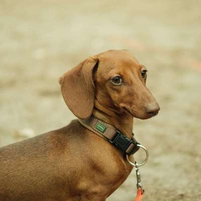 Hundetreffen-Hundebegegnung Halensee