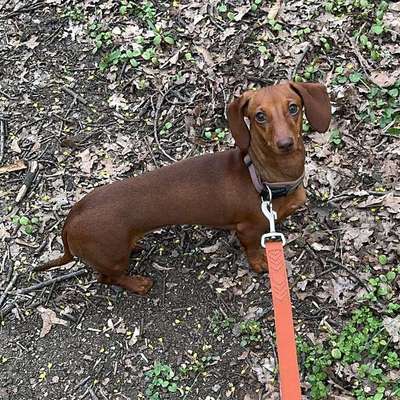 Hundetreffen-Hundebegegnung Halensee-Bild