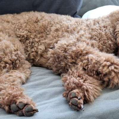 aktuelles Foto Gruppe Pudel