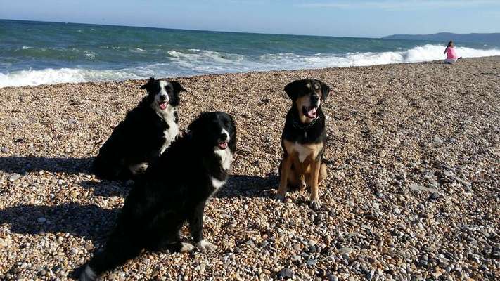 Bester Freund, Hundekumpel - zeigt her!-Beitrag-Bild