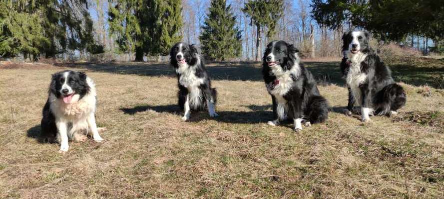 Bester Freund, Hundekumpel - zeigt her!-Beitrag-Bild