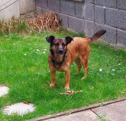 Unsere Fellnasen-Vielfalt im Überblick!-Beitrag-Bild