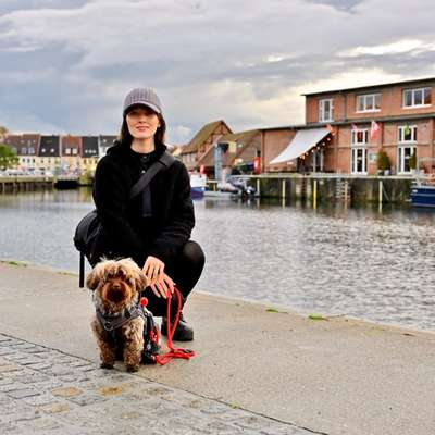 Hundetreffen-Gemeinsamer Spaziergang zur Sozialisierung-Bild