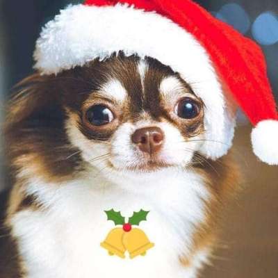 aktuelles Foto Gruppe Chihuahua