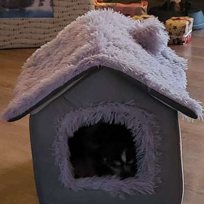 aktuelles Foto Gruppe Chihuahua