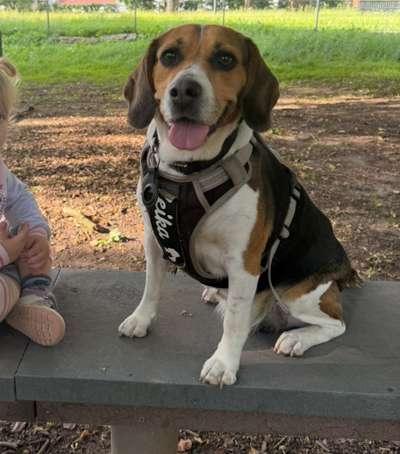 Hundetreffen-Hundespielplatz Zella-Mehlis-Bild