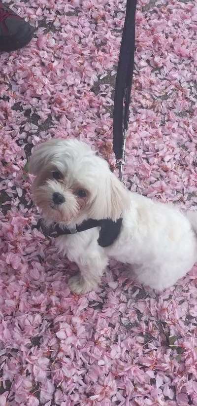 Die Dogorama Monats Challenge "Es grünt und blüht"-Beitrag-Bild