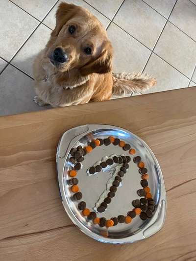 Wo sind die Golden Retriever Liebhaber?-Beitrag-Bild