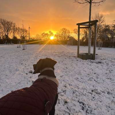 Hundetreffen-Spazieren und Spielen-Bild