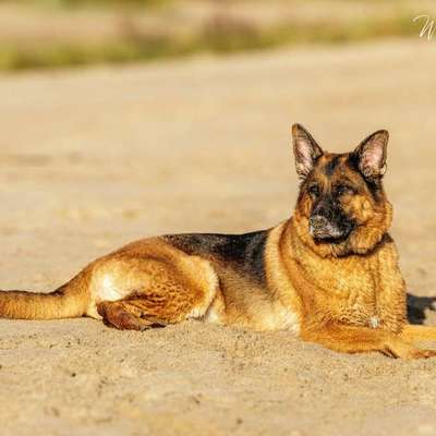 Hundetreffen-Ruhige Partner/innen für Gassirunden für Schäferhündin mit HD-Bild