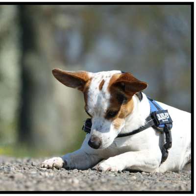 Hundetreffen-Gassieunde-Profilbild