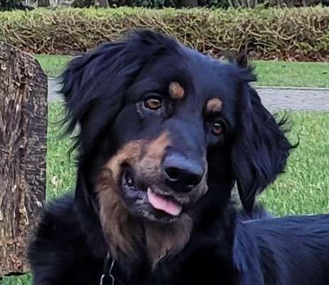 Dogorama Photo Challenge - Einmal lächeln bitte-Beitrag-Bild