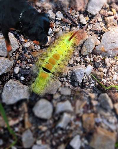 Photomontagen mit Hund-Beitrag-Bild