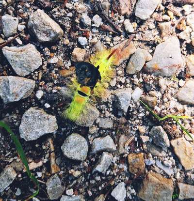 Photomontagen mit Hund-Beitrag-Bild