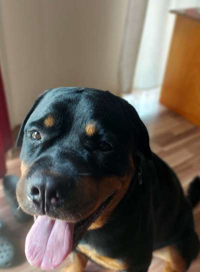 Wie heißen eure Hunde und warum?-Beitrag-Bild