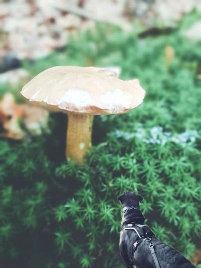 Photomontagen mit Hund-Beitrag-Bild