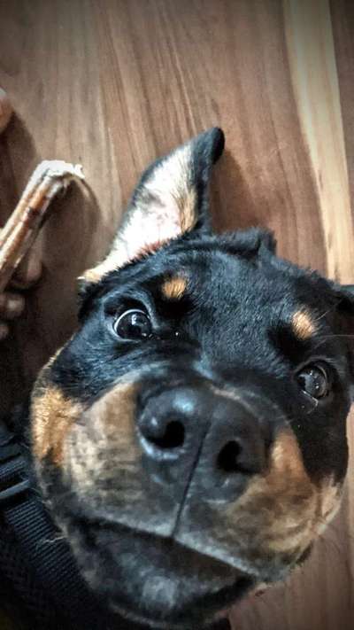 Lustigsten Bilder-Beitrag-Bild