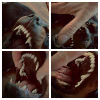 Der Wolf in eurem Hund-Beitrag-Bild