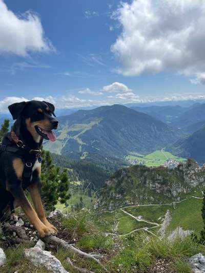 Hundetreffen-Hundefreunde gesucht-Bild