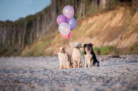 Hundetreffen-Gassi Dates im ganzen Ruhrpott möglich (zusätzlich auch Düsseldorf)-Bild