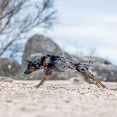 Titelbild Gruppe Aussiedor