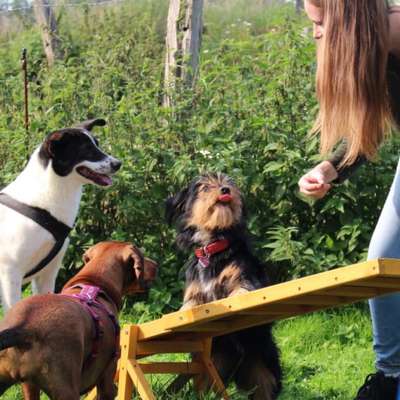 Hundetreffen-Spaziergang