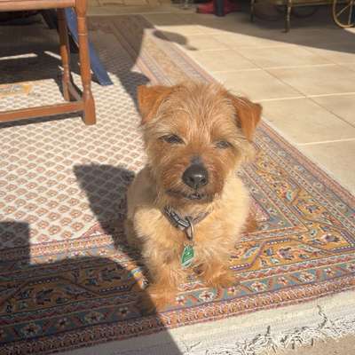 Hundetreffen-Spazieren und Kontakte knüpfen-Bild