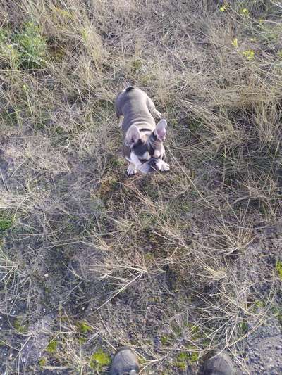 Hundetreffen-Goofy (Französische Bulldogge) sucht Spielgefährten-Bild