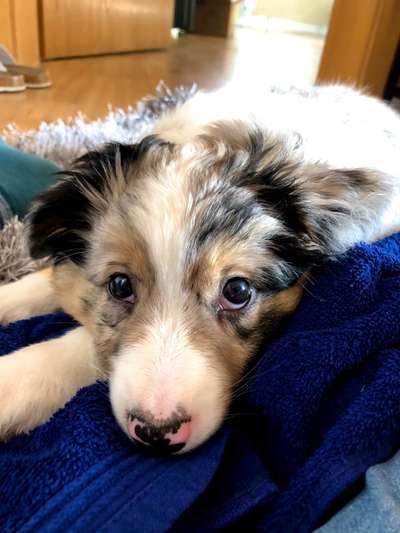 CHALLENGE NR. 19 - Der Hundeblick-Beitrag-Bild