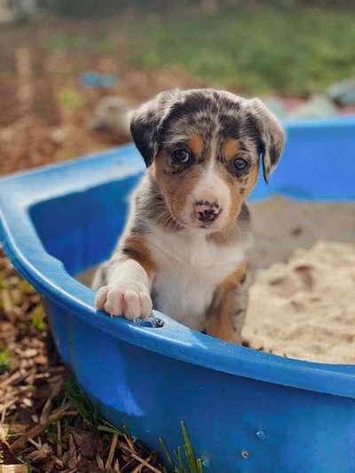 Welpen Bilder !-Beitrag-Bild