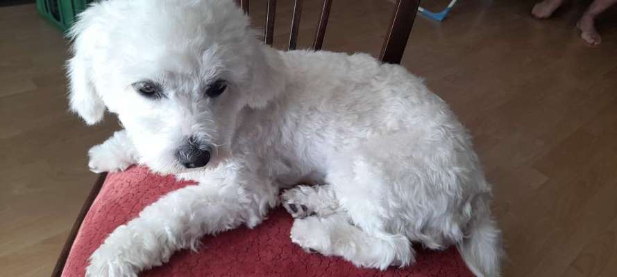 Hundetreffen-Wenzelstein-Bild