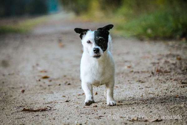 Hundetreffen-Entspannter Spaziergang-Bild