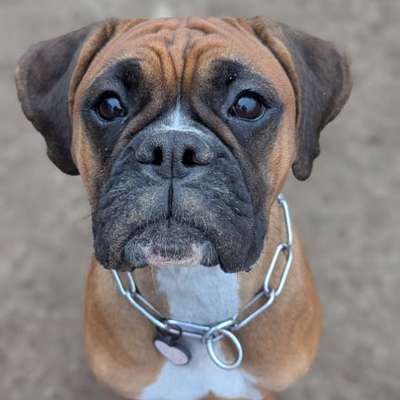 Hundetreffen-Spieltreff-Bild